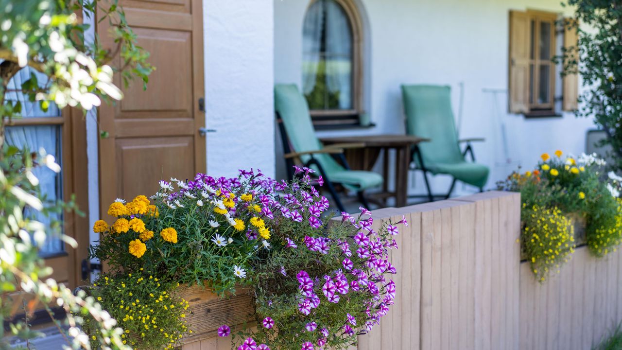 Sommerblumen Sommerblumen